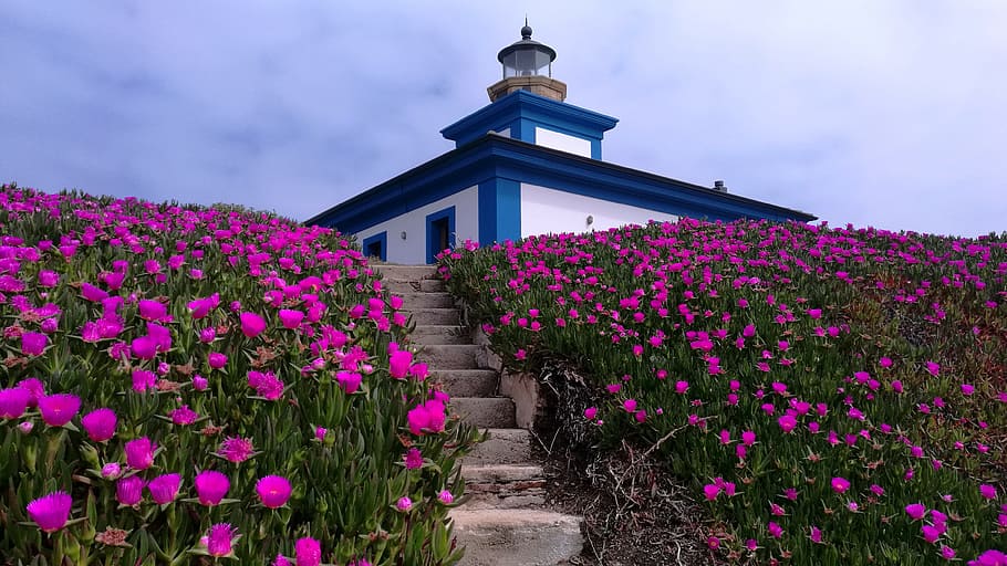 Landscape, Lighthouse, Flowers, purple, cloud - sky, pink color HD wallpaper