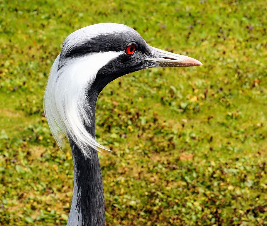 Acorns, Crane, Bird, Head, Plumage, bill, neck, eyes, elegant HD wallpaper
