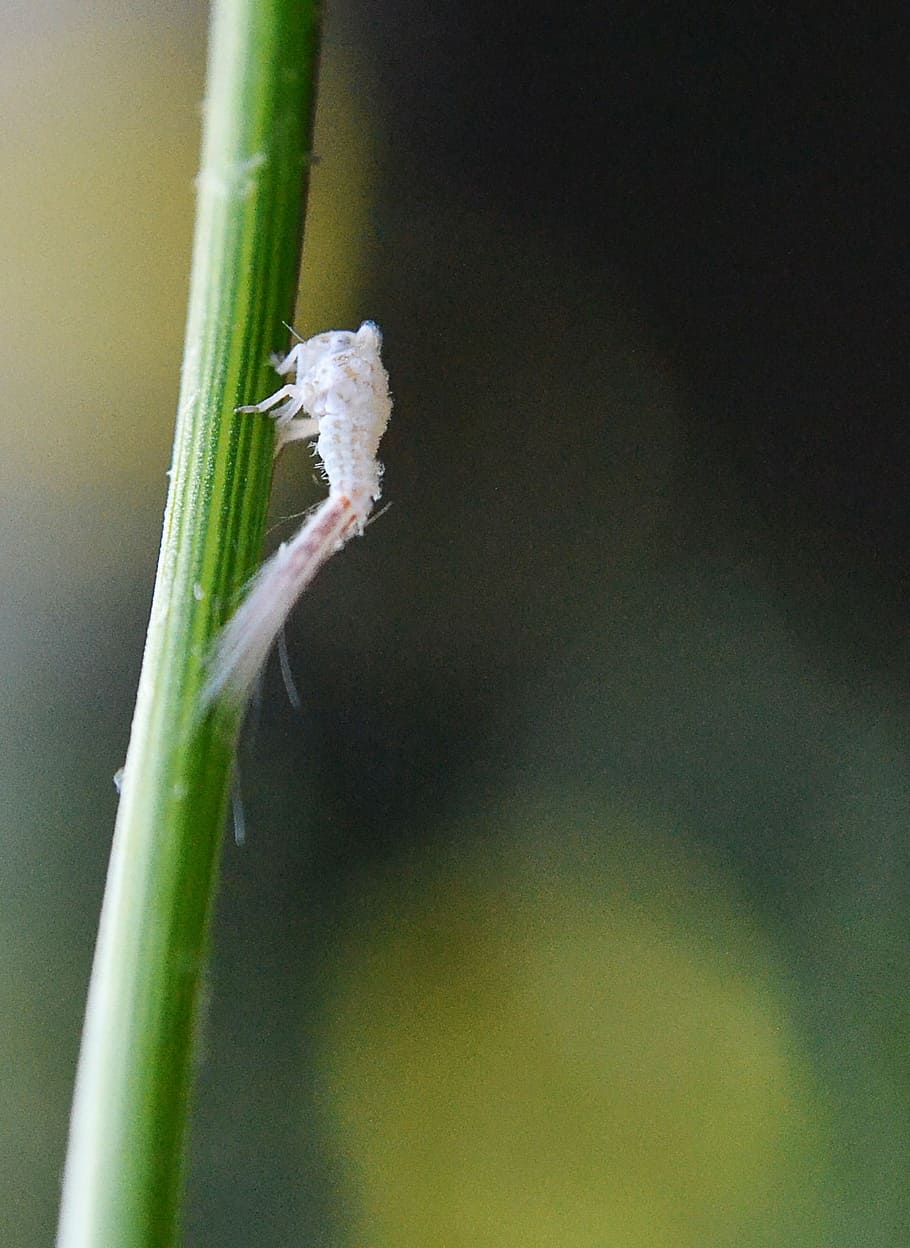 insect, tiny insect, micro insect, white insect, innocent, small HD wallpaper