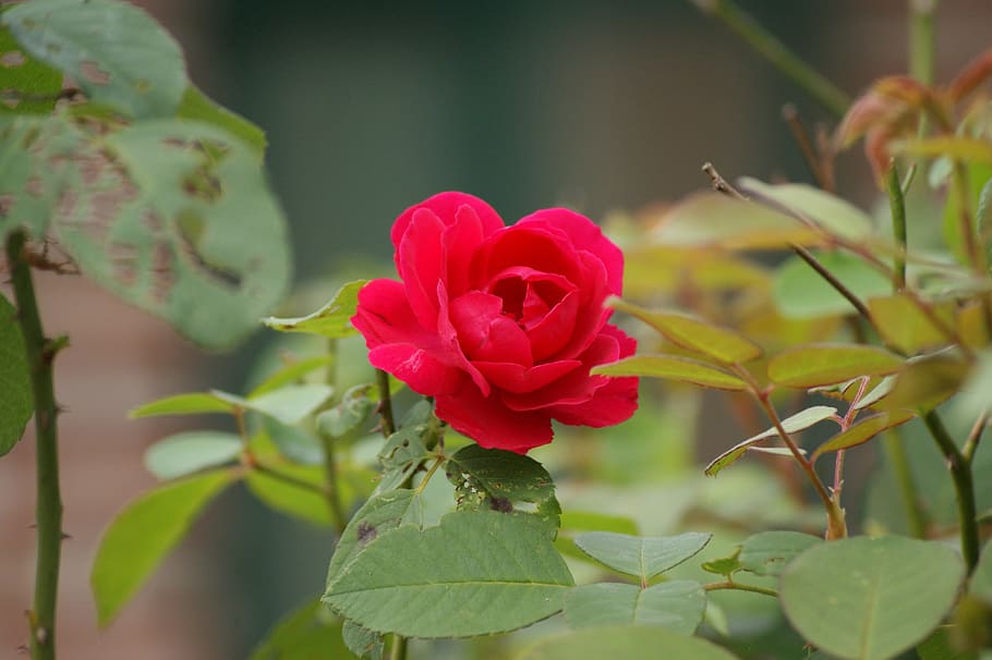 rose, red rose, plant, flowering plant, beauty in nature, close-up HD wallpaper