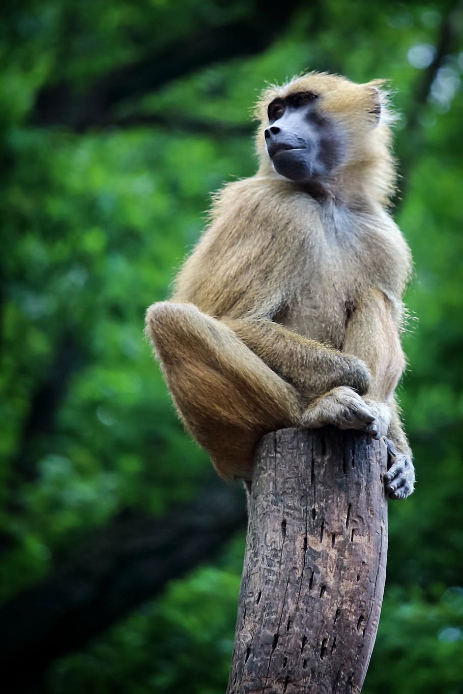 monkey, outdoor, nature, forest, primate, animal, wildlife HD wallpaper