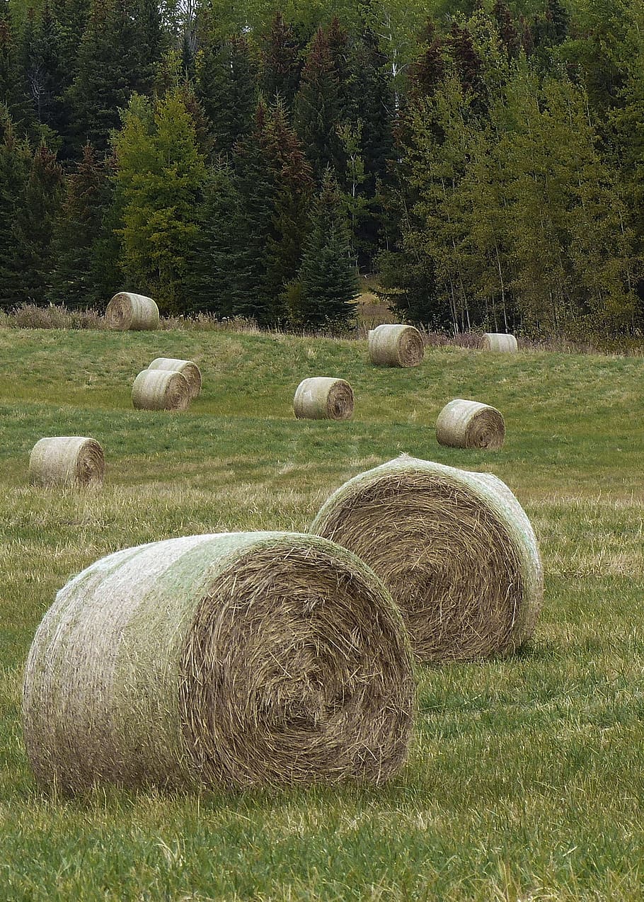 Hay, Balls, Field, Grass, Landscape, countryside, outside, scene HD wallpaper