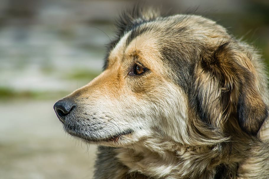 turkey, portrait, dog, one animal, animal themes, mammal, canine HD wallpaper