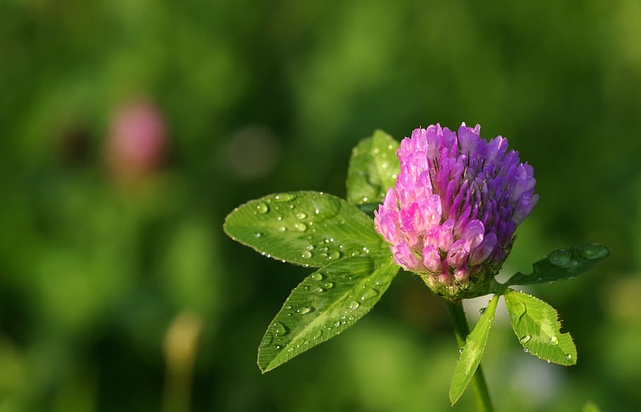 clover, red, blue, flower, macro, rosa, green, grass, a flower of the field HD wallpaper