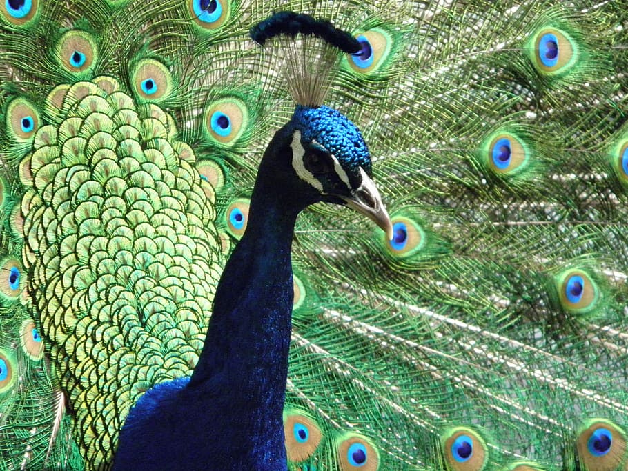 peacock, bird, bright, attractive, colors, peafowl, animal HD wallpaper