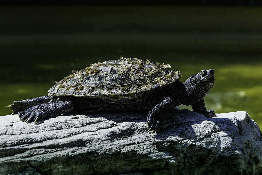 turtle, stone, water, animal, panzer, animal themes, animal wildlife HD wallpaper