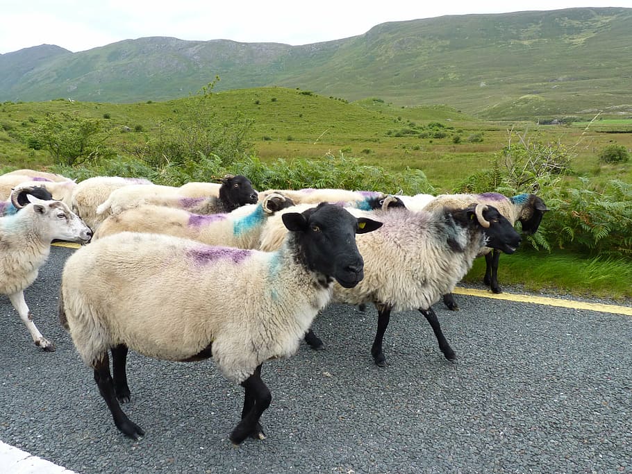 sheep, road, flock, wool, ireland, mammal, domestic animals HD wallpaper