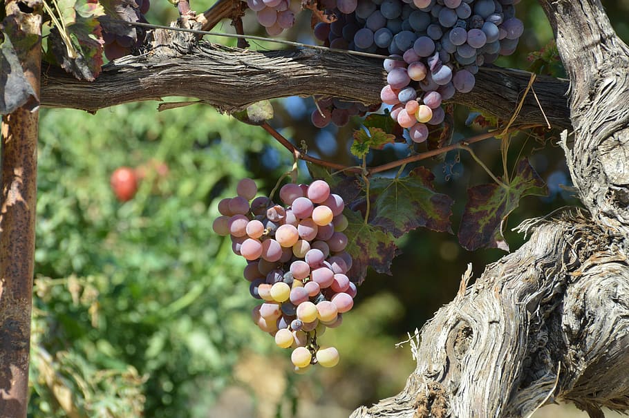 nature, tree, leaf, flora, fruit, branch, outdoors, agriculture HD wallpaper