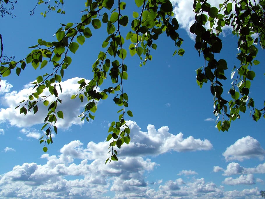 birch, branches, sky, clouds, blue, blue sky, finnish, cloud - sky HD wallpaper