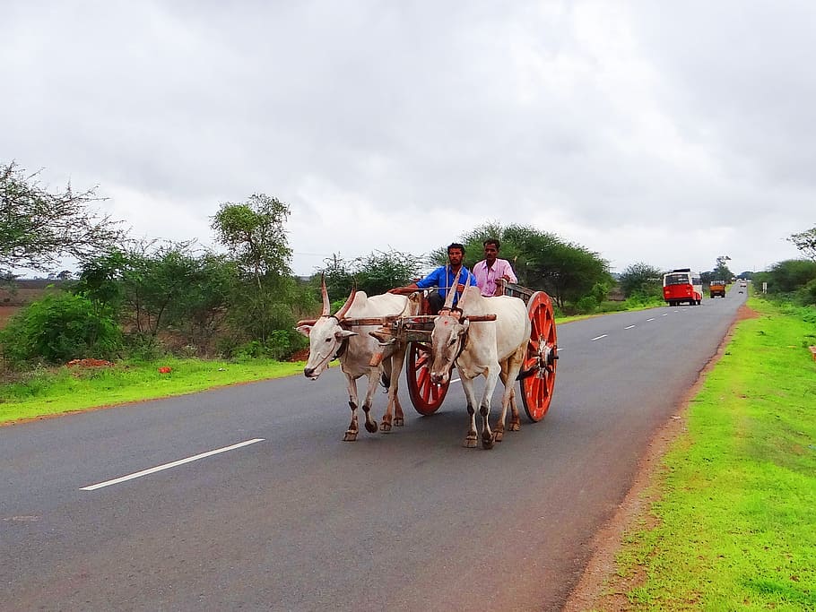 bullock cart, karnataka, india, gadag, hubli, highway, rural, HD wallpaper