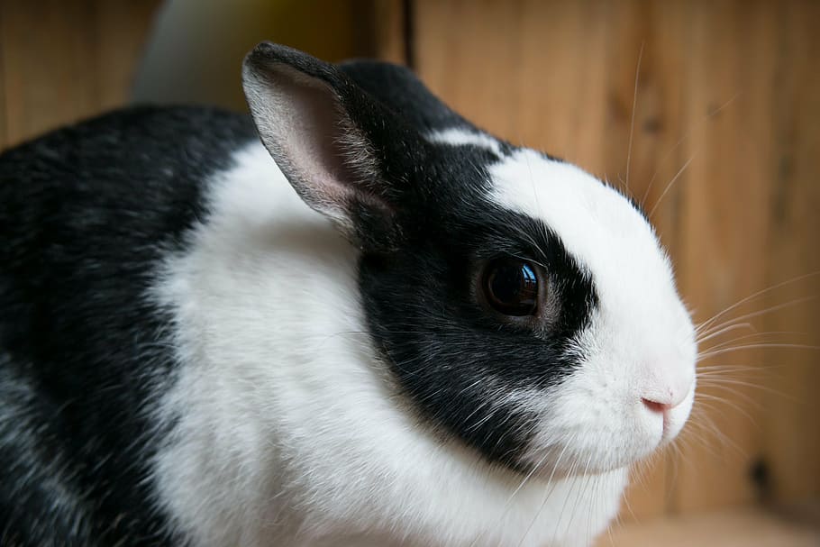 tilt shift photography of black and white rabbit, hare, eye, pet, HD wallpaper