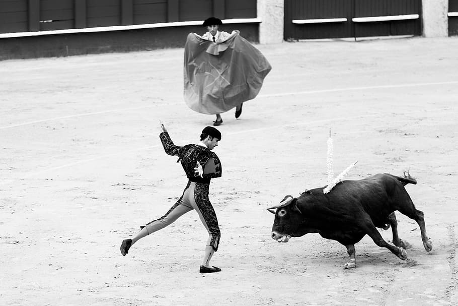 people, man, bull, ring, sport, black and white, mammal, domestic animals HD wallpaper