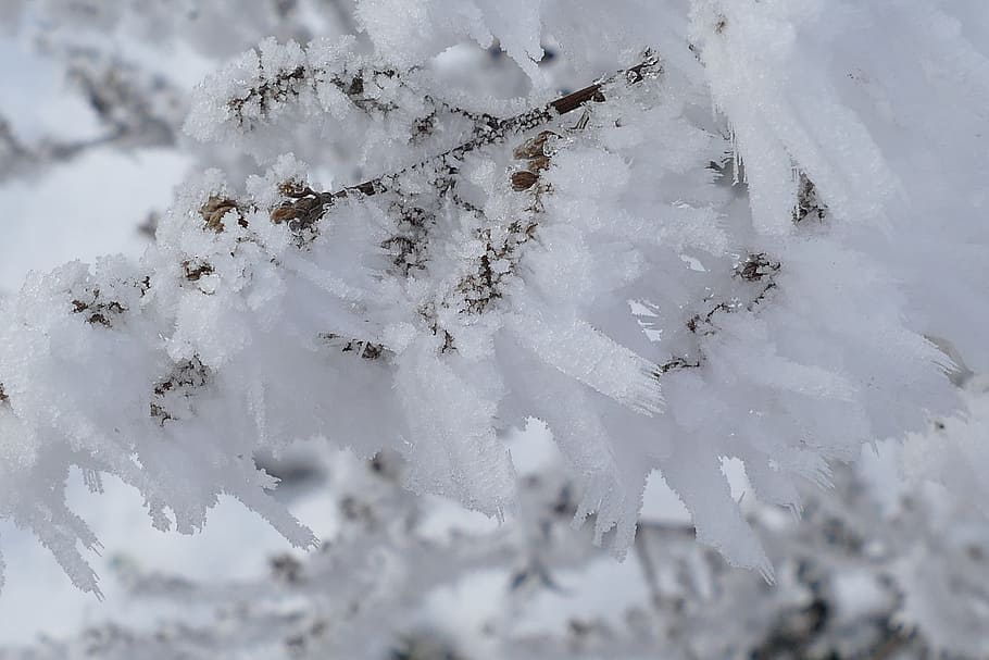 frost, icing, winter, nature, dry grass, dry plant, frozen HD wallpaper