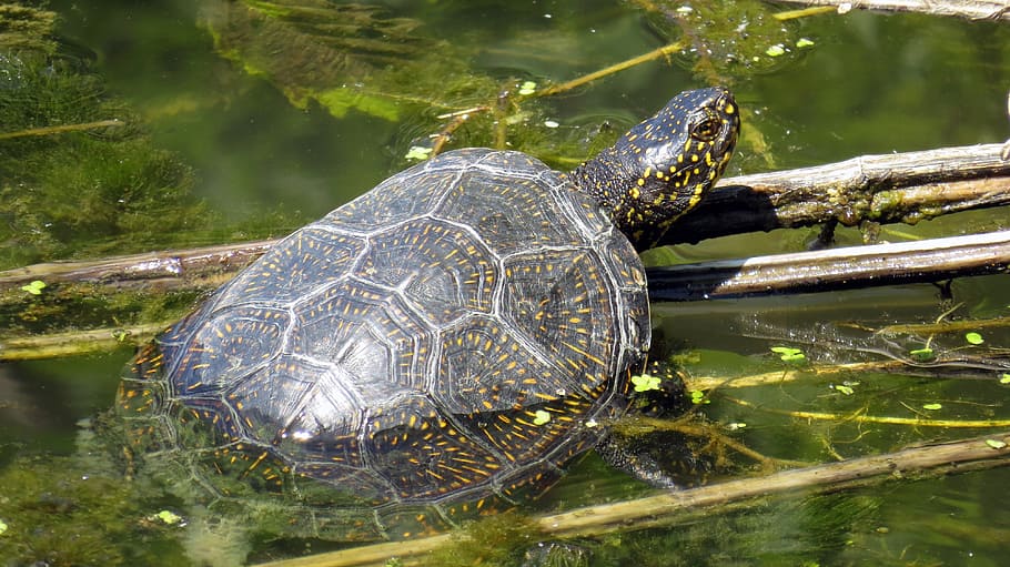 Turtle, Nature, kornjaca, reptile, one animal, tortoise, animal themes HD wallpaper
