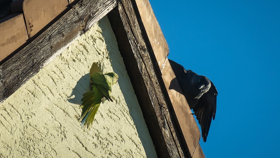 rivalry, parrot, jackdaw, necked parakeet, communication, opponents, HD wallpaper