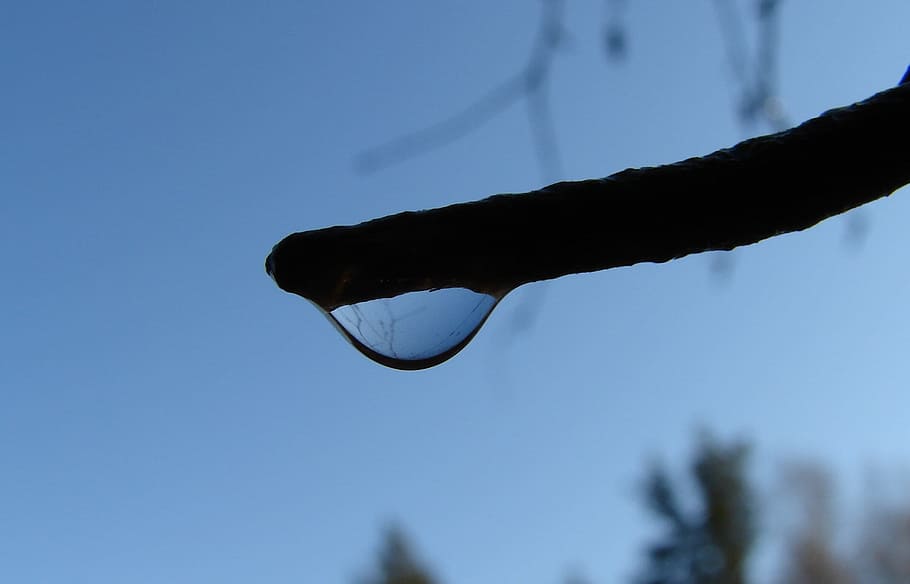 drop, with, raindrops, rain drops, sheet, foliage, birch, tree of heaven HD wallpaper