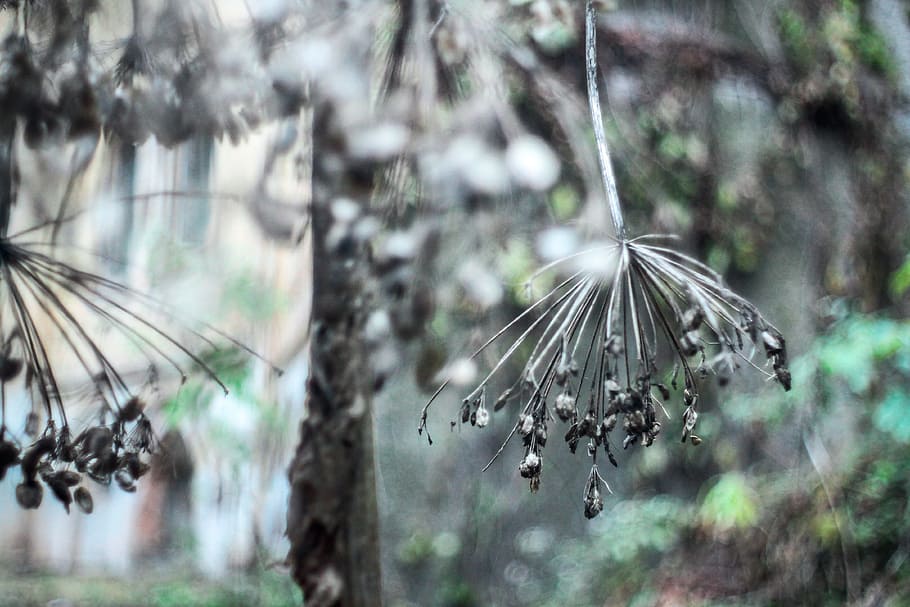 plant, leaf, blur, bokeh, outdoor, tree, focus on foreground HD wallpaper