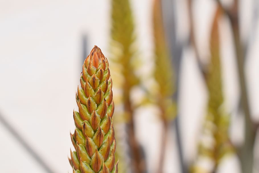 nature, plant, growth, close-up, no people, focus on foreground HD wallpaper