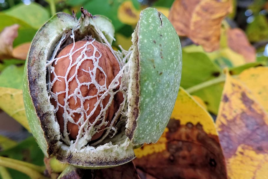 nut, walnut, fruit bowl, healthy, brown, shell, eat, food, leaf HD wallpaper