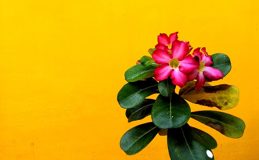 Pink, Red, Rose, Flower, Leaf, Bamboo, nature, plant, green, HD wallpaper
