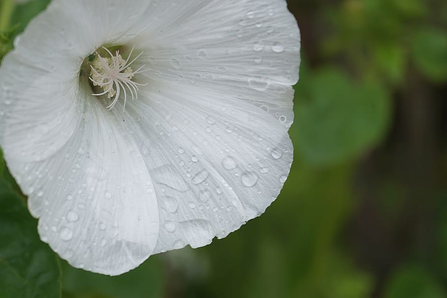 flower, bindweed, raindrops, white flower, flora, nature, flowering HD wallpaper