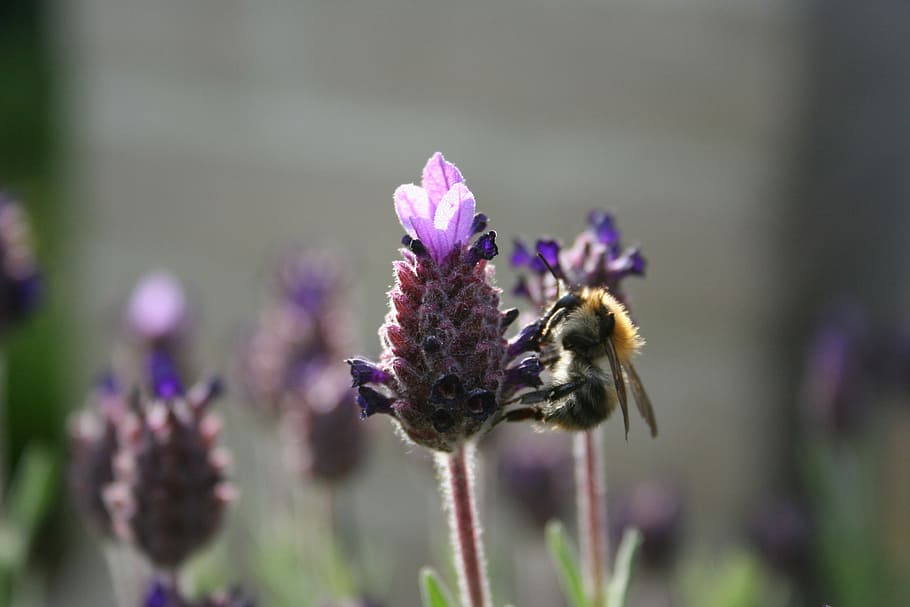 Bee, Nature, Lavender, Flower, bees, close up, bug, honey, purple HD wallpaper