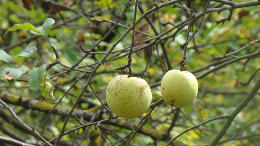 apples, fruit, nature, plant, food, food and drink, healthy eating HD wallpaper