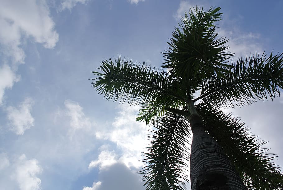 sky, tree, cloud, blue, plant, sunlight, palm tree, tropical climate HD wallpaper