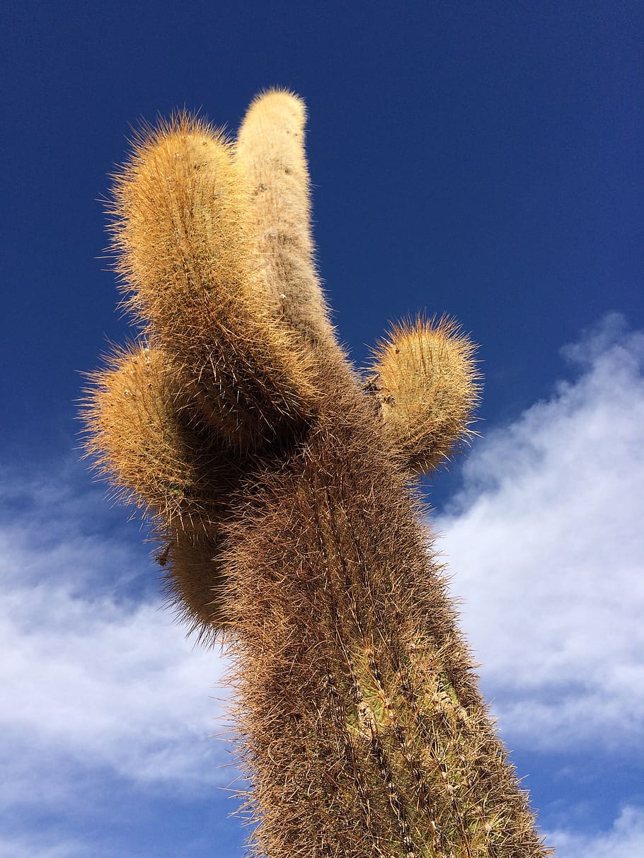 cactus, sky, desert, landscape, clouds, low angle view, no people HD wallpaper