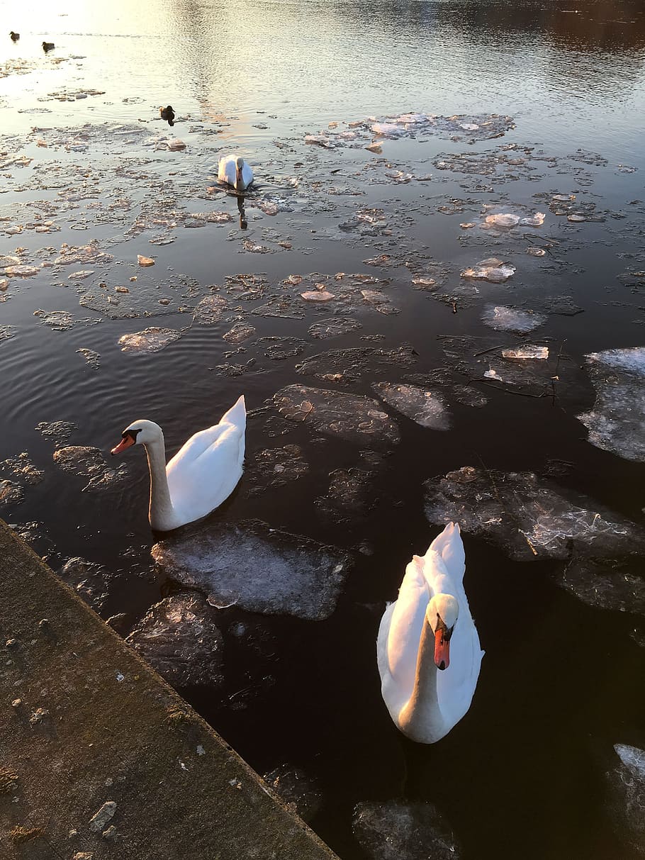 Swans, River, Main, Ice Floes, abendstimmung, winter, water bird HD wallpaper