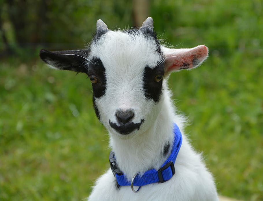 goat, dwarf, black, white, black white, field, animal, grass HD wallpaper
