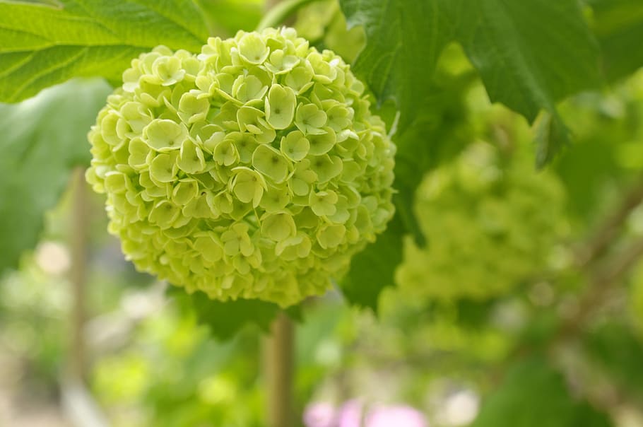 flower, bunch, green, plant, growth, green color, close-up HD wallpaper