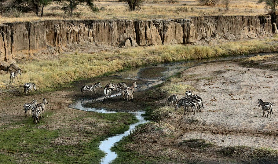 zebra near mountains, zebras on gray and green land taken at daytime HD wallpaper