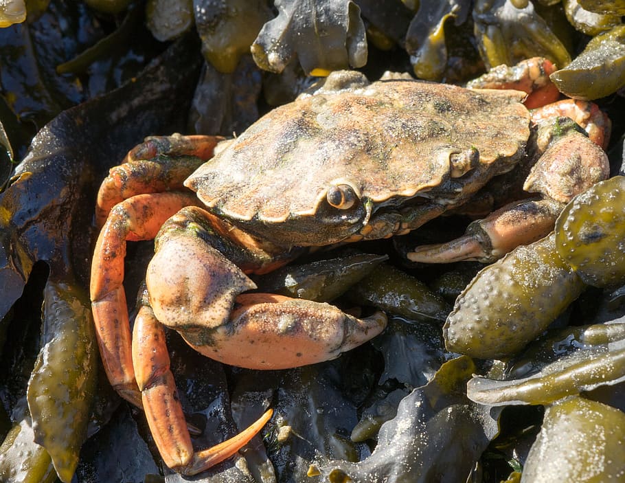 crab, shellfish, crustacean, nature, seafood, close-up, animal HD wallpaper