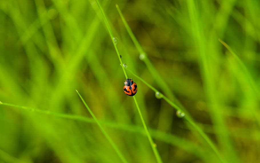 insect, grass, nature, leaf, flora, environment, outdoors, closeup HD wallpaper