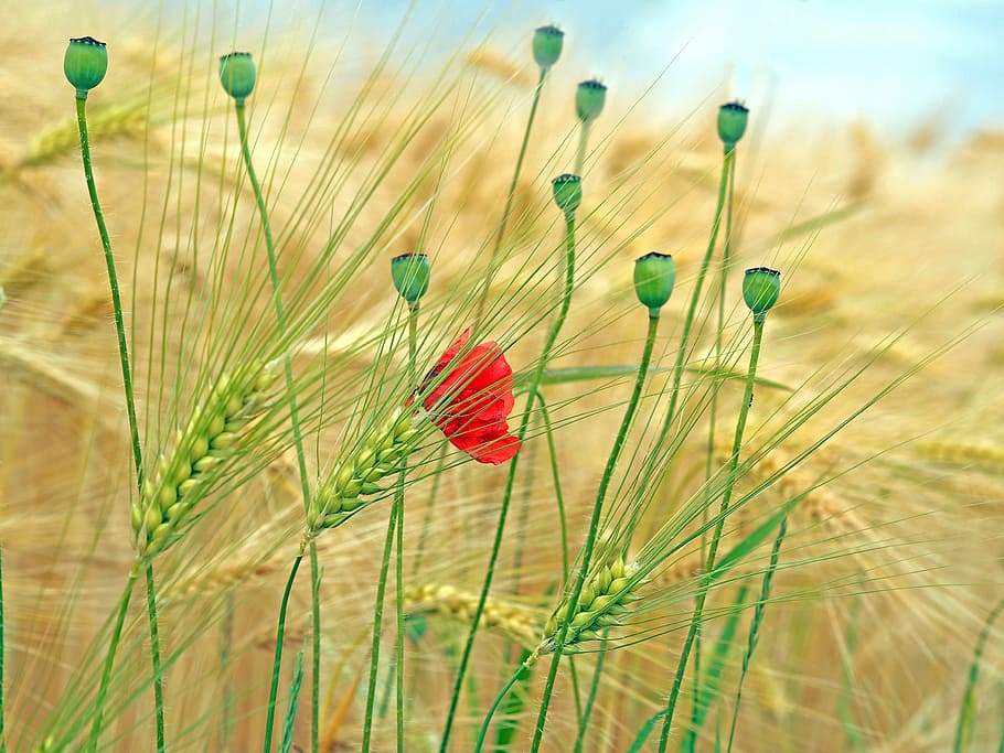 focus photography of red petaled flower, plant, nature, live HD wallpaper