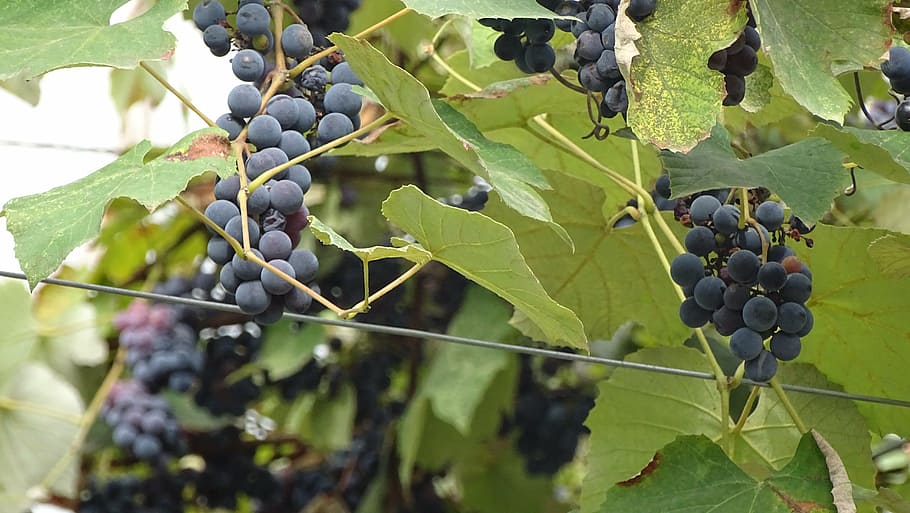 georgia, fruit, grapes, food and drink, healthy eating, leaf HD wallpaper