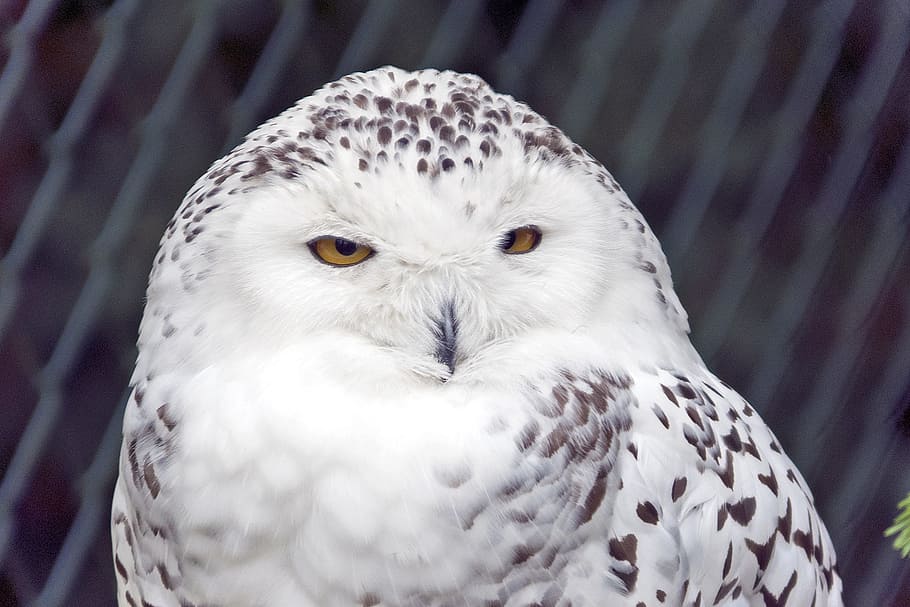 snowy owl, bird, white, raptor, snow owl, animal themes, vertebrate, HD wallpaper