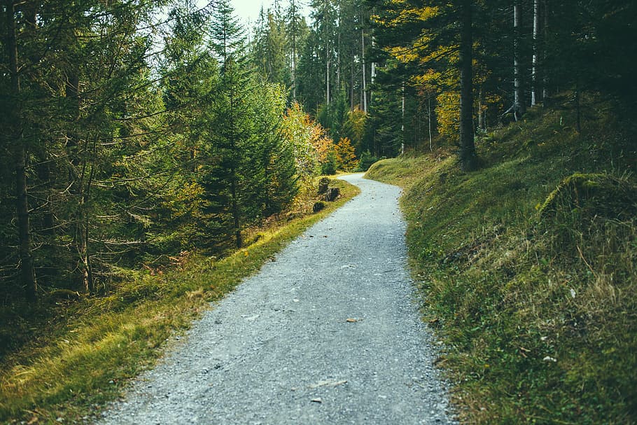 gray desire pathway with trees, walking trail, forest, woods HD wallpaper