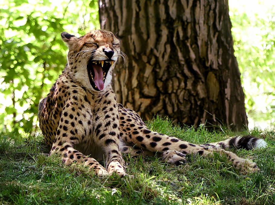 cheetah reclining on green grass, Cat, Yawn, Africa, Break, Rest, HD wallpaper