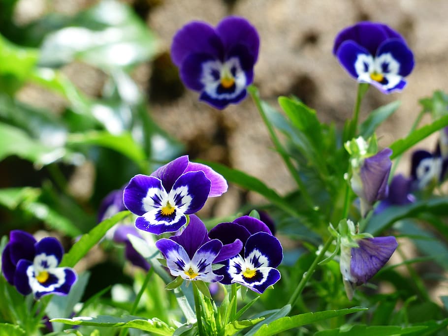 pansy, flower, blossom, bloom, blue, violet, white, colorful, HD wallpaper