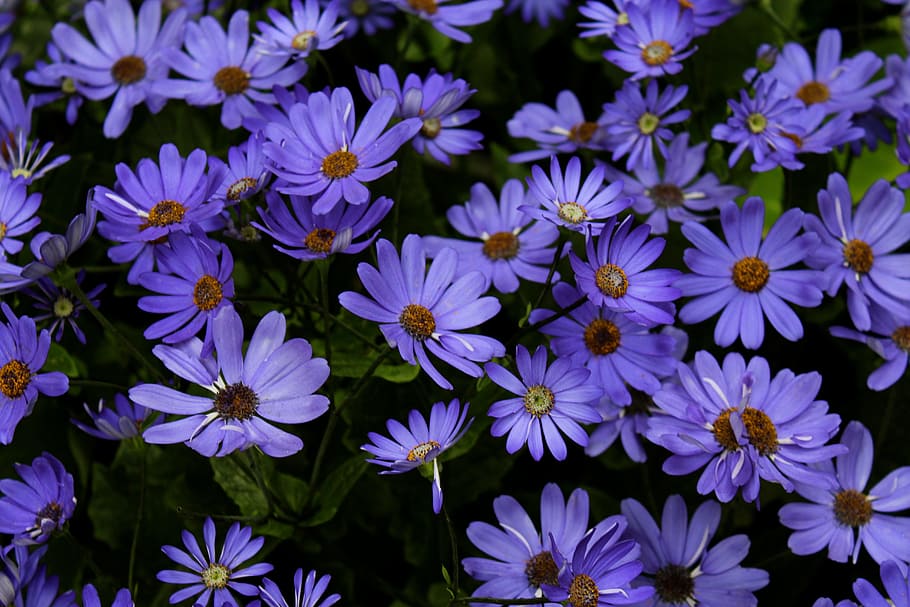 field, flowers, summer, purple, beautiful, bloom, blooming, blossom HD wallpaper