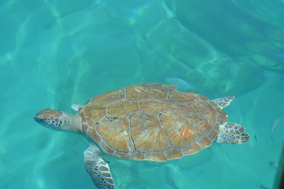 holidays, summer, sea, turtle, barbados, sun, water, animal themes HD wallpaper