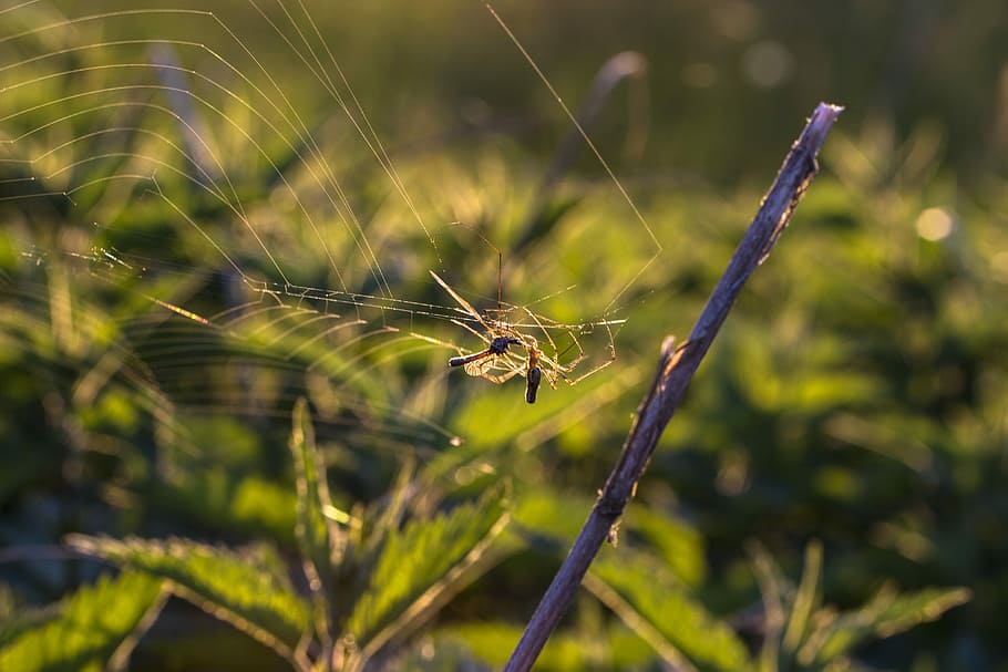 spider, cobweb, mosquito, eat, cobwebs, network, insect, back light HD wallpaper