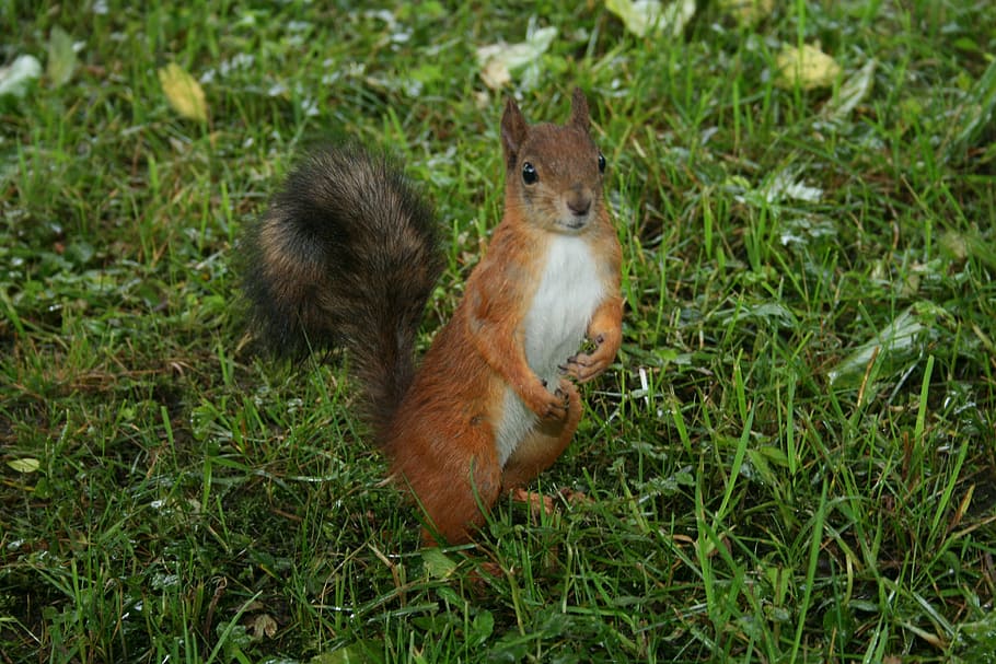 closeup photo of brown squirrel on grass field, animal, rodent HD wallpaper