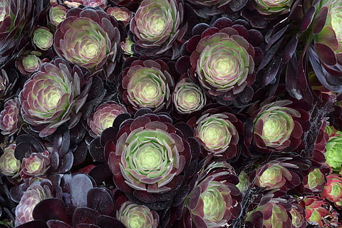 green and purple succulent plant, green and maroon petaled flowers photography HD wallpaper