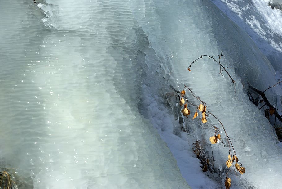 ice, gel, winter, cold, nature, white, branch, leaves, snow HD wallpaper