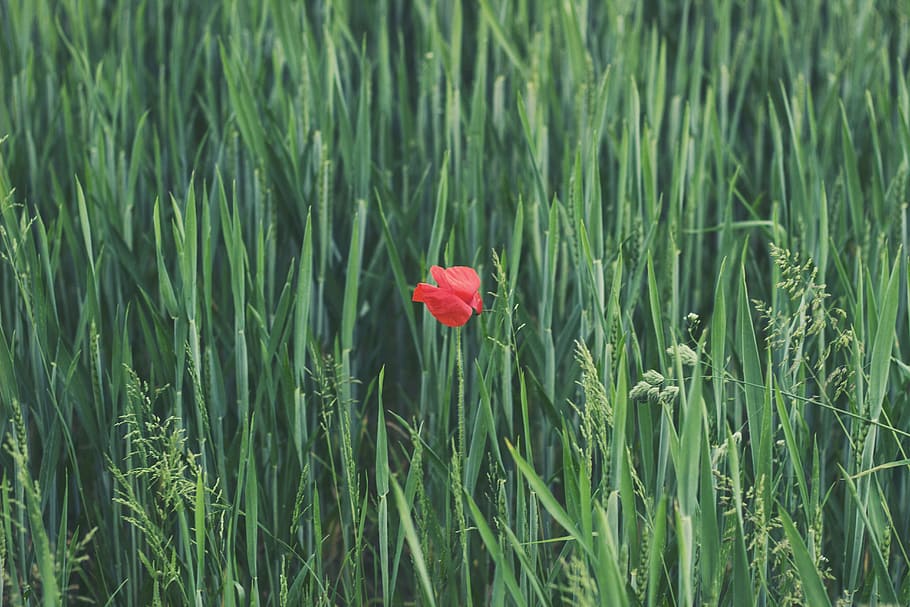 red petaled flower on grass field, red rose surrounded by green plants HD wallpaper