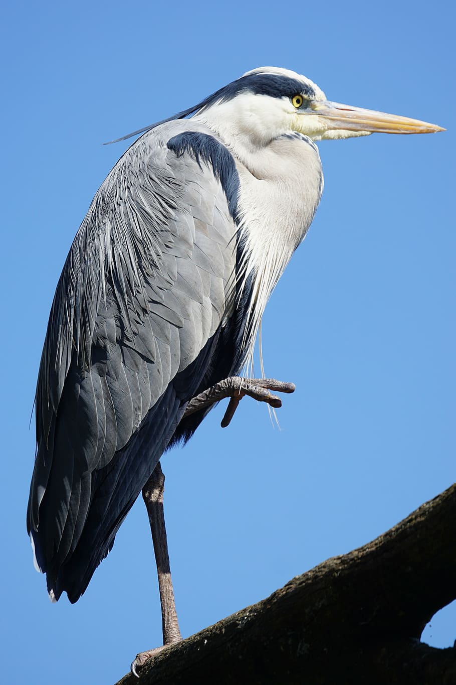grey heron, eastern, water, animal world, hunter, ardea cinerea HD wallpaper
