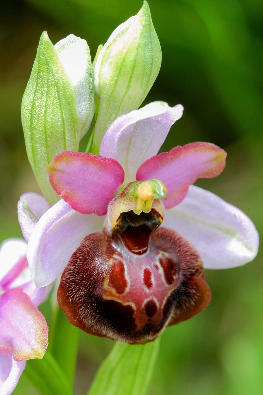 ophrys, flowers, wild, flowering plant, vulnerability, fragility HD wallpaper
